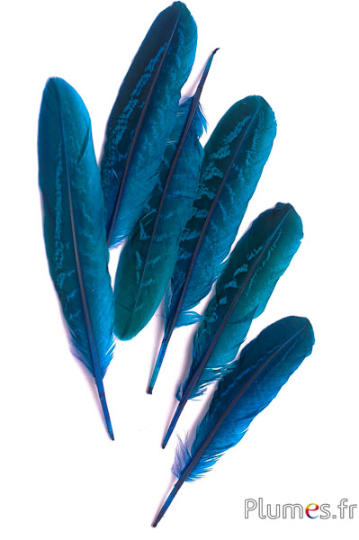 Faisan commun - 15-20 cm - turquoise